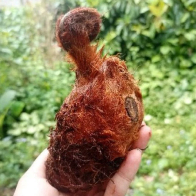 ว่านลูกไก่ทองหัวเล็ก ไม้มงคลเสริมบารมี สวยงามและดูแลง่าย