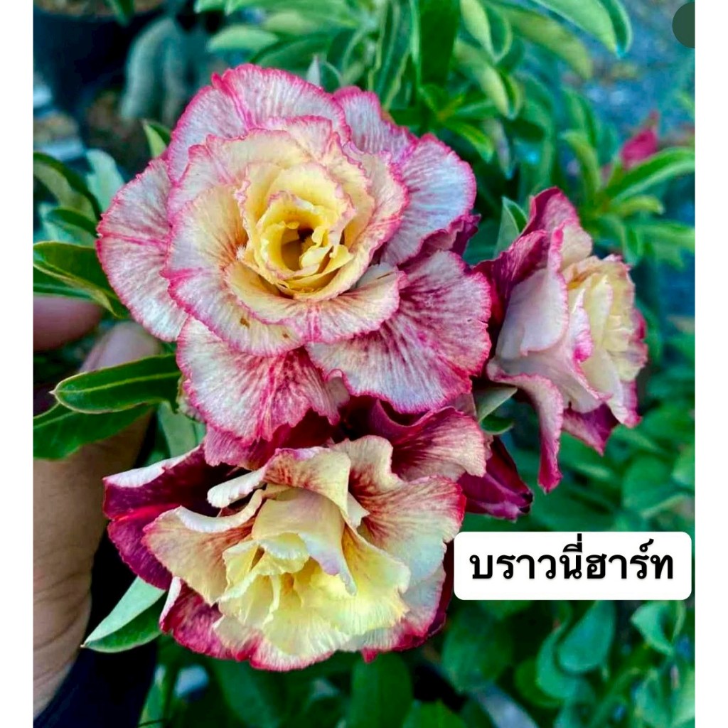 ชวนชมดอกซ้อน "บราวนี่ฮาร์ท" ขนาดกระถาง 6 นิ้ว (แบบถอนจัดส่ง)