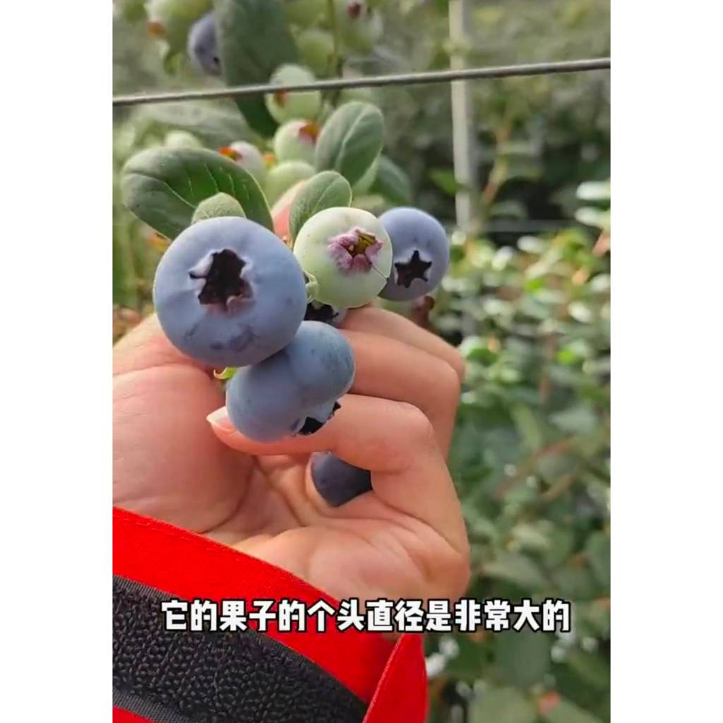 ต้นบลูเบอรี่แท้(ขนาดต้นและสายพันธุ์ไม่เท่ากันให้ดูที่ตัวเลือกสินค้า)บางสายพันธุ์เพิ่งตัดแต่งกิ่งบางสายพันธุ์เพิงเข้าไทย