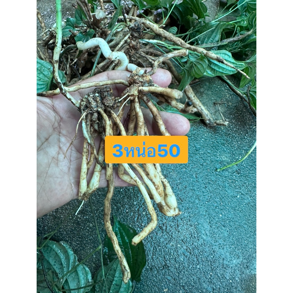 หนอนตายหยากแบบปลูก3หน่อ50บาทสมุนไพรไทยสารพัดประโยชน์มีแถมทุกออเดอร์ค่ะ