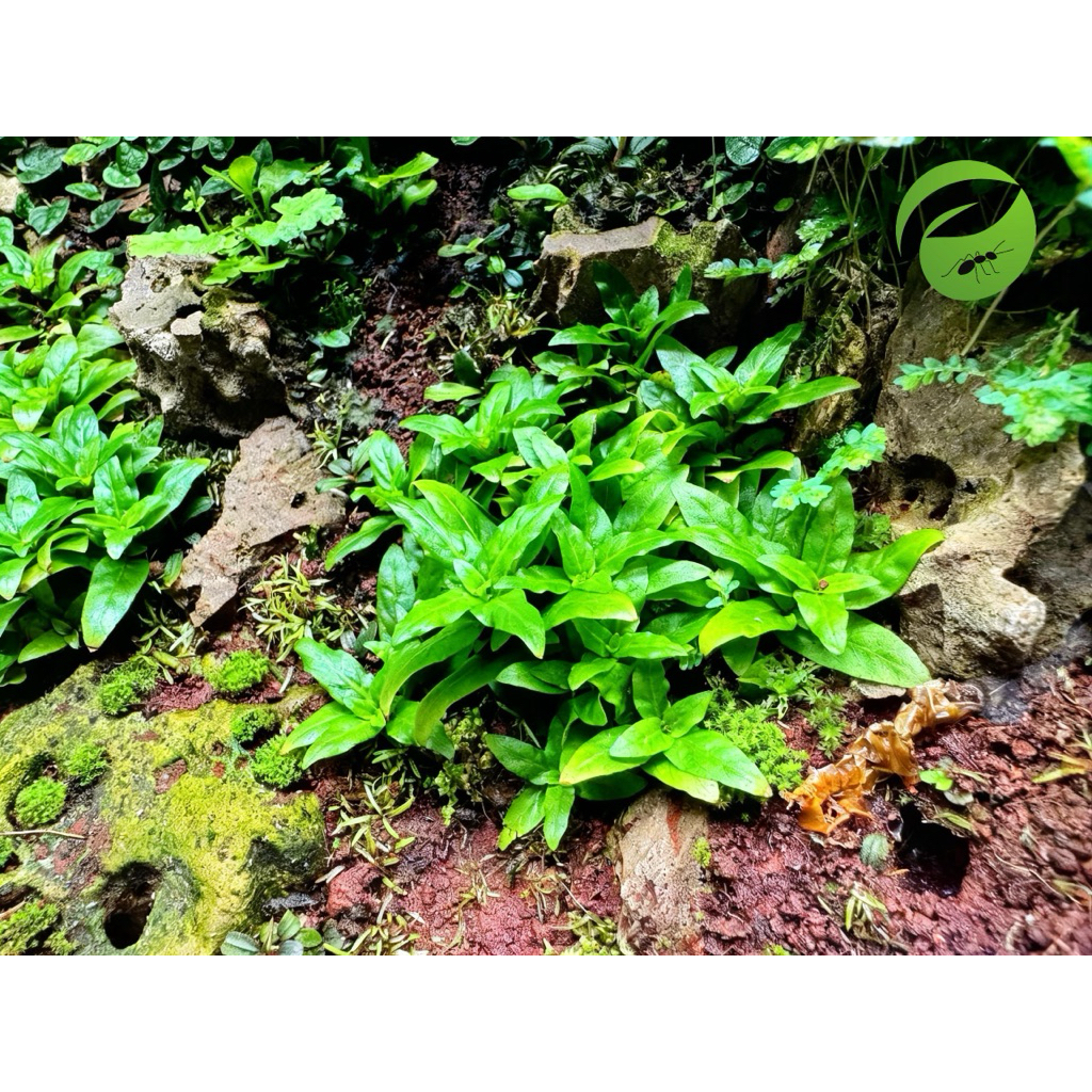 Staurogyne repens (ไฮโกรใบมน)