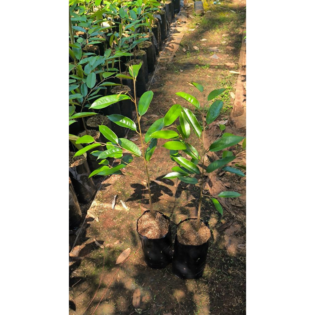 🌳ทุเรียนหนามดำหรือที่เรียกว่าแบลคทอล หรือโอวฉี(เสียบยอด)​🔻ถุงเบอร์9