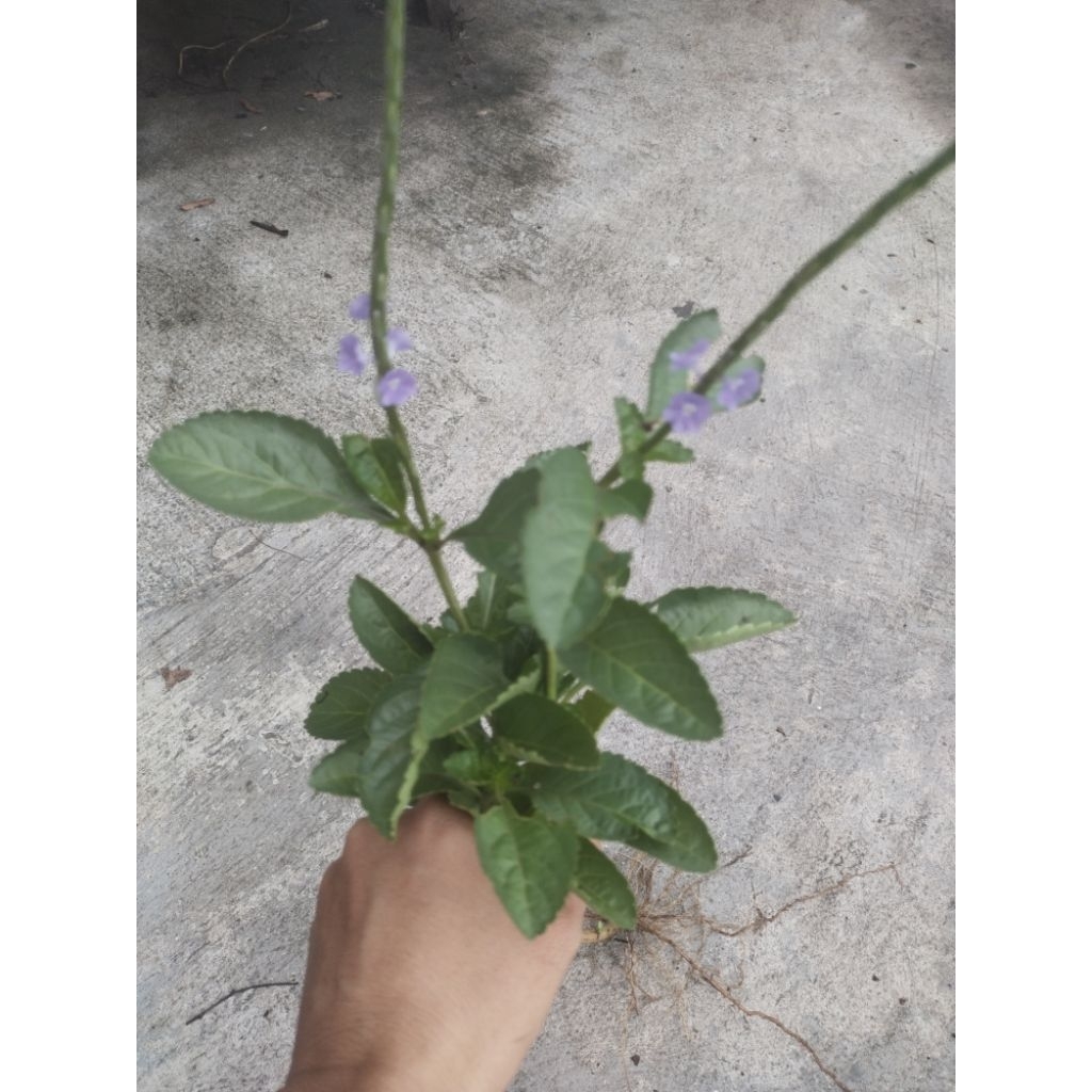 หญ้าพันงูเขียว น้ำดับไฟ ต้นถอนสด 4 ต้น 59 บาท