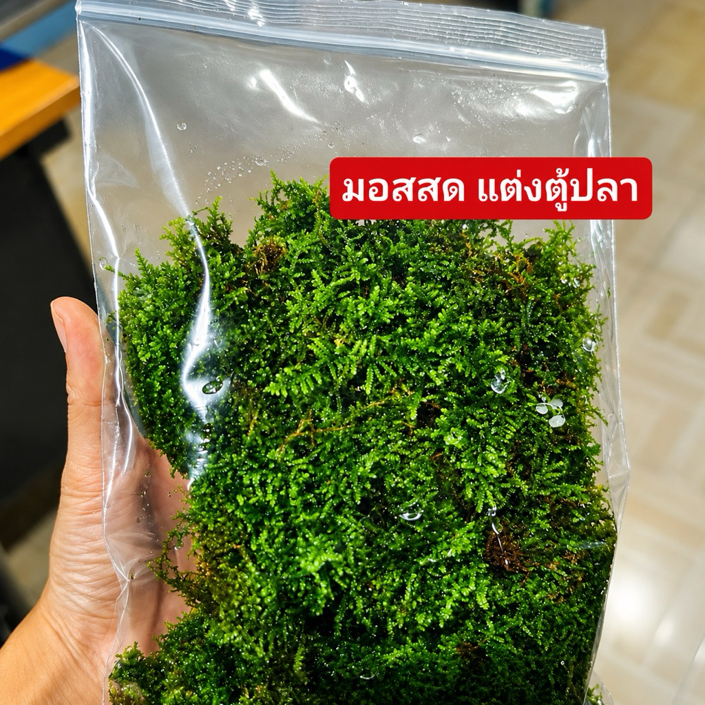มอสสด​ มอสน้ำใช้สำหรับแต่งตู้ปลาซื้อ4แถม1🌈