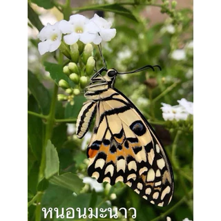 ชุดเลี้ยงหนอนผีเสื้อ ส่งจาก กทม