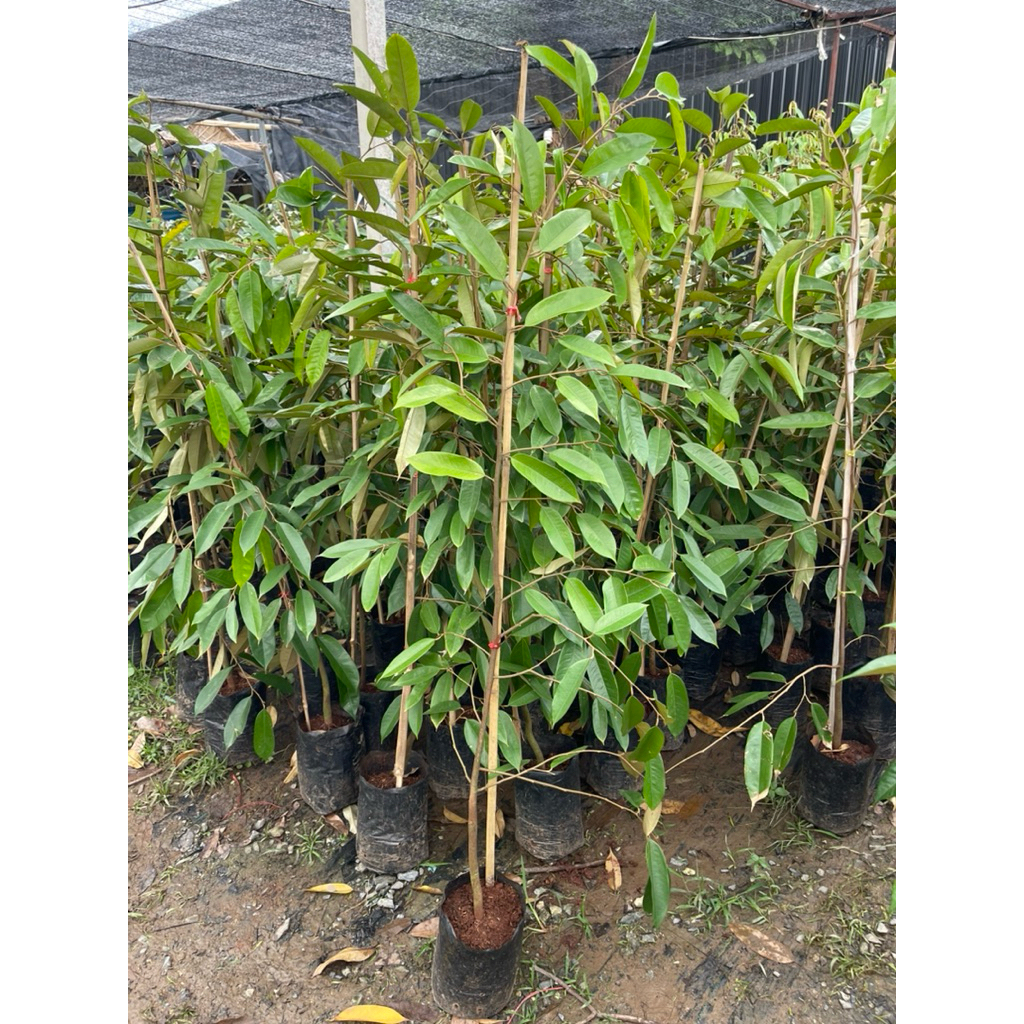 ต้นทุเรียนหนามดำ โอวฉี เสียบยอด สูง 160-180 เซนติเมตร ใบเขียว สวยตรงปก