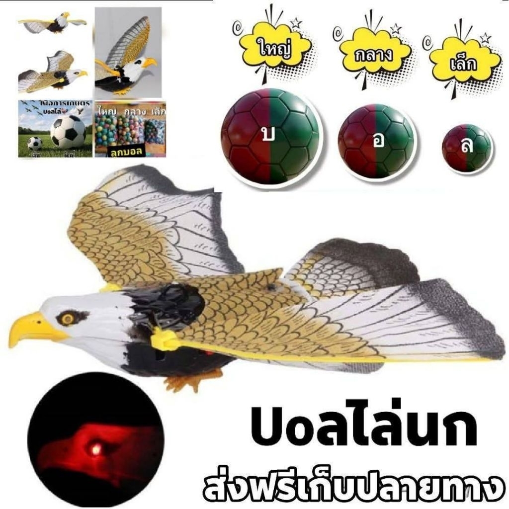 นกเยี่ยว โชว์โมเดล แบบจำลอง โมเดล ของเล่น กิจกรรมกลางเเจ้ง