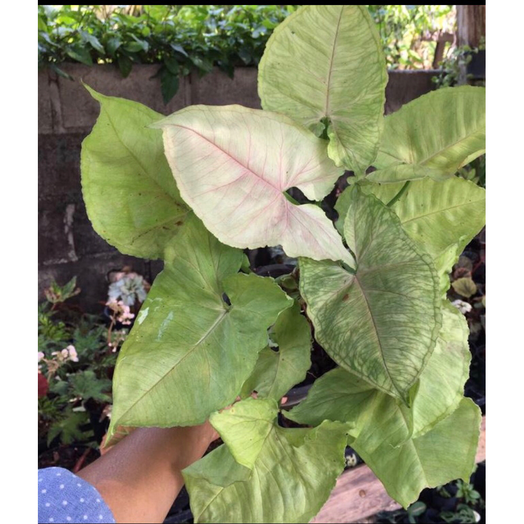 ออมเงิน  ในกระถาง  6"