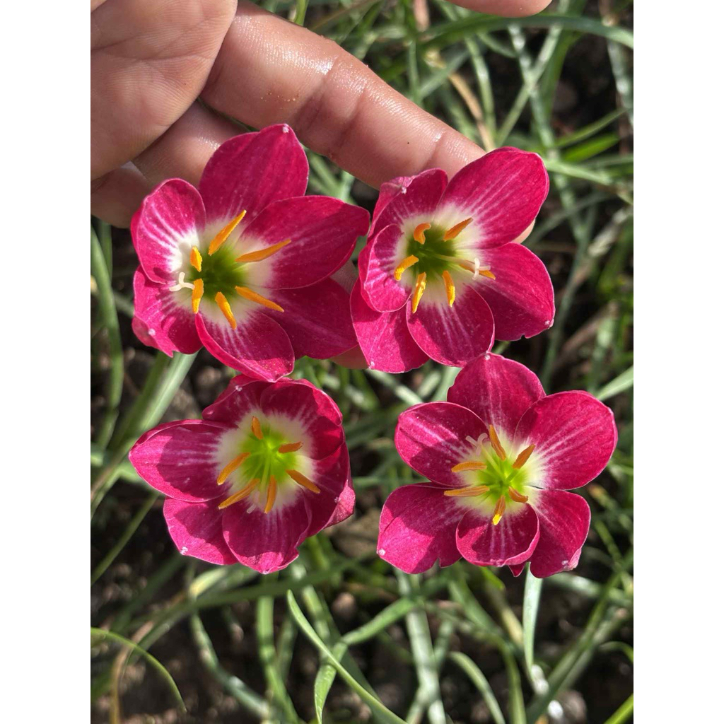 บัวดิน Z.Red Tulip ดอกทรงถ้วย มีกลิ่นหอมชุดละ4หัว50