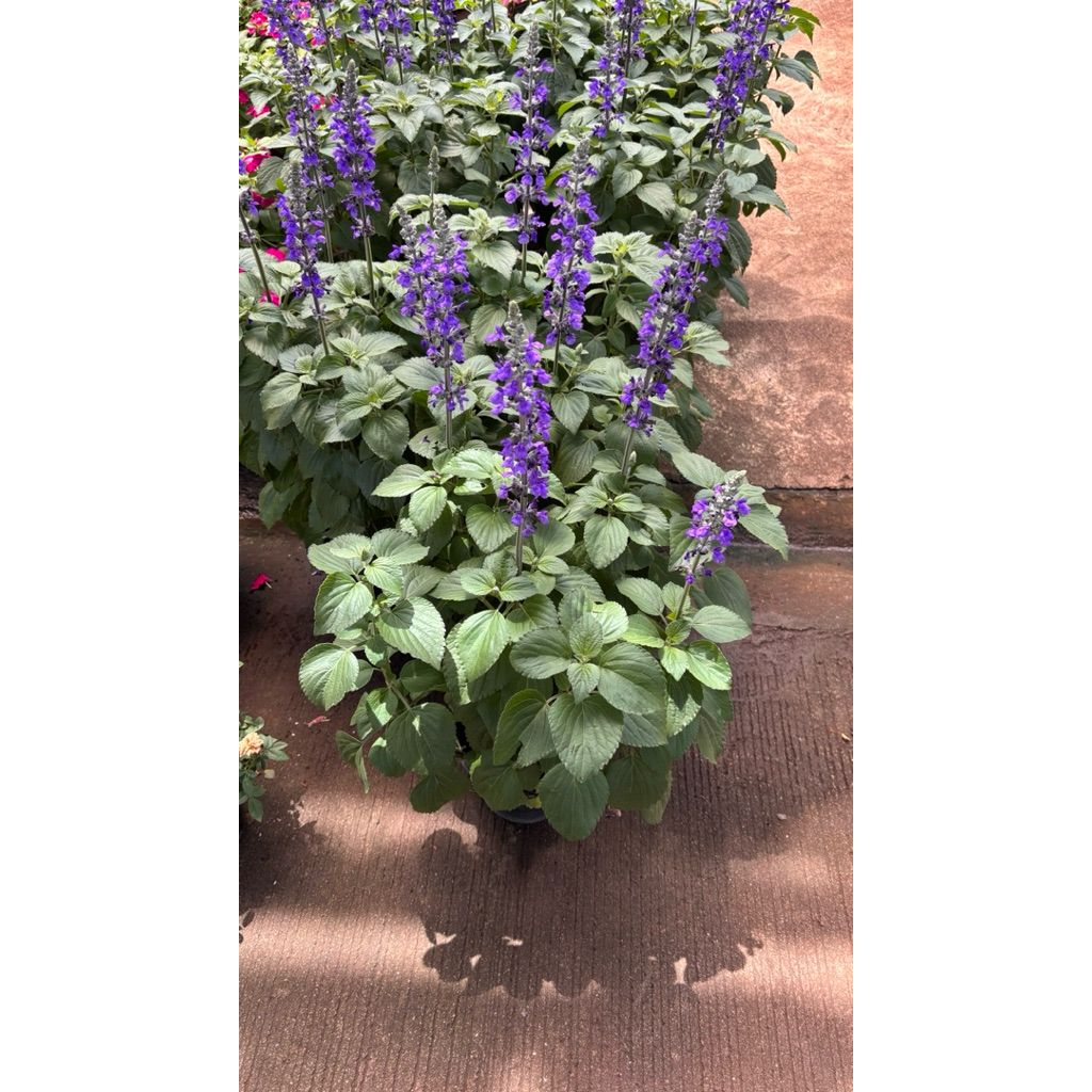 ซัลเวีย บิ๊กบลู หรือ บลูซัลเวีย(Salvia 'Big Blue')     เป็นไม้ดอกที่โดดเด่นด้วยช่อดอกสีม่วงอมน้ำเงินที่ยาวและบานสะพรั่ง