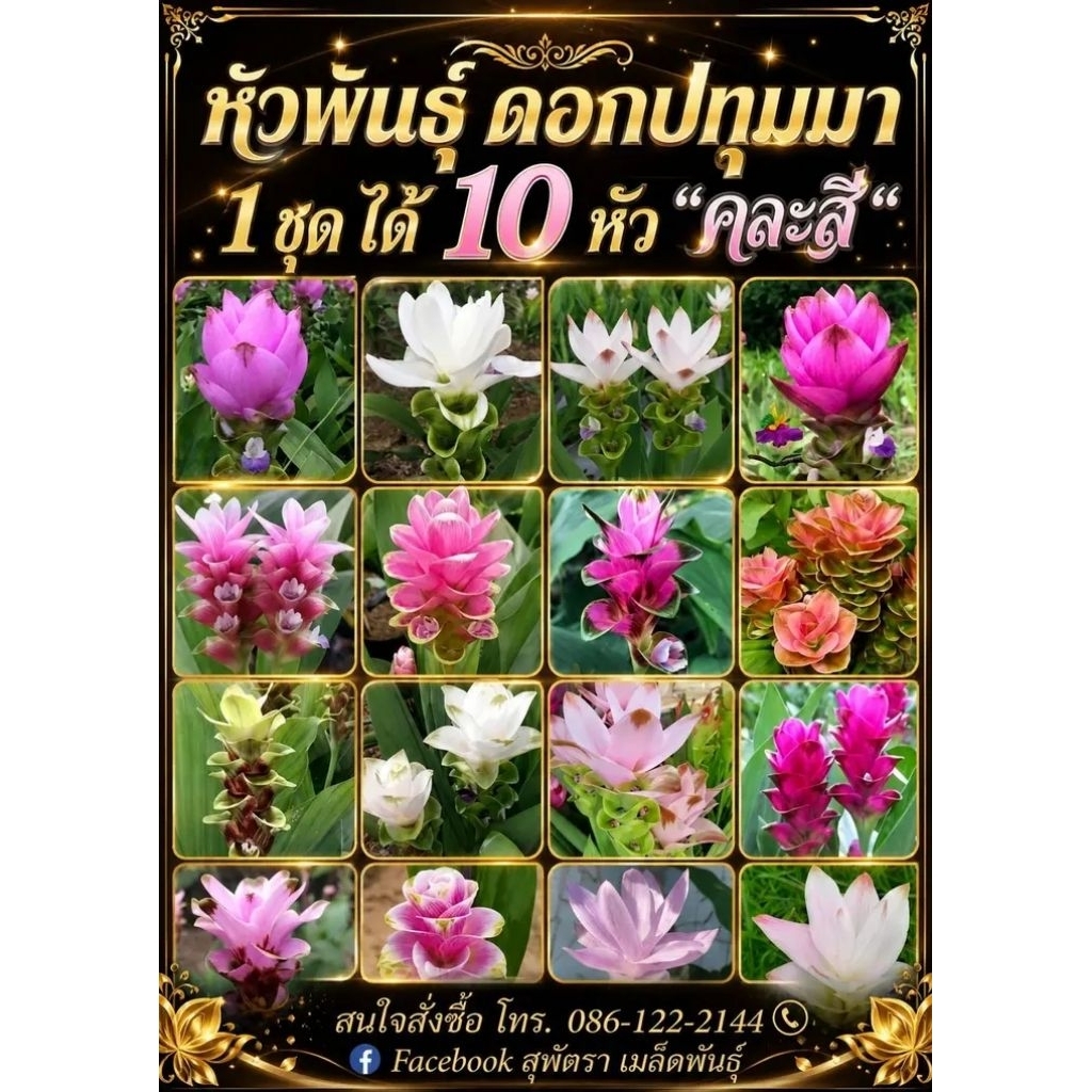 หัวพันธุ์ดอกปทุมมา 10 หัว คละสี