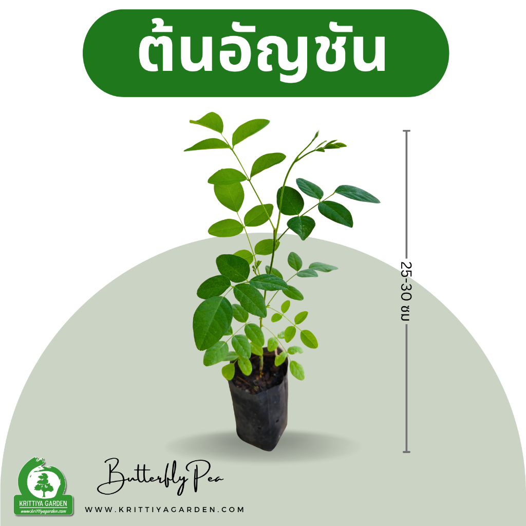 ต้นพันธุ์อัญชัน (Butterfly Pea Plant) ดอกใหญ่กลีบหลายชั้น เพาะจากเมล็ด โตไว แข็งแรง ทนต่อโรคและแมลง