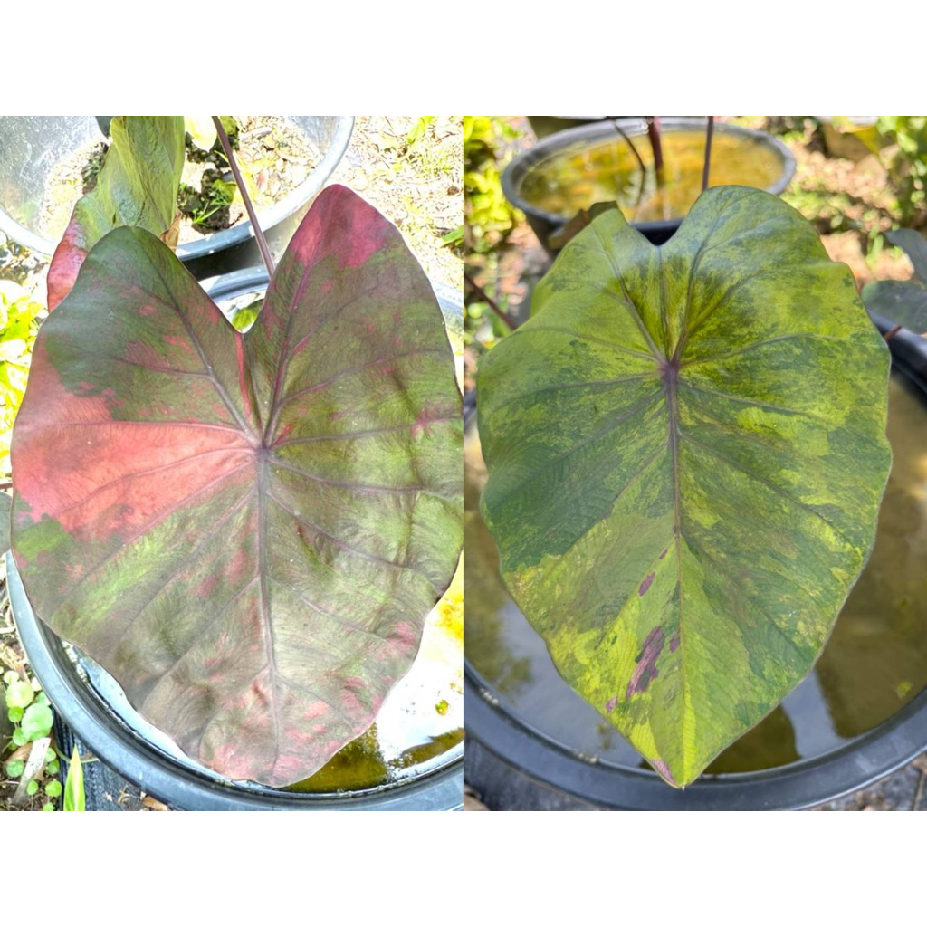 โคโลคาเซีย วันเดอร์พิ้งค์ ด่าง ชมพู / เหลือง (Colocasia 'Wonder Pink')