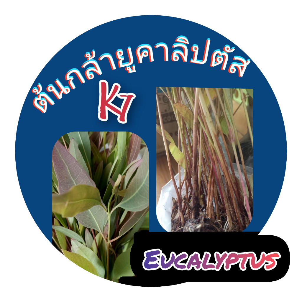ต้นกล้ายูคาลิปตัสยอดแดง 10-12 ซม 300 ต้น 690 บาท