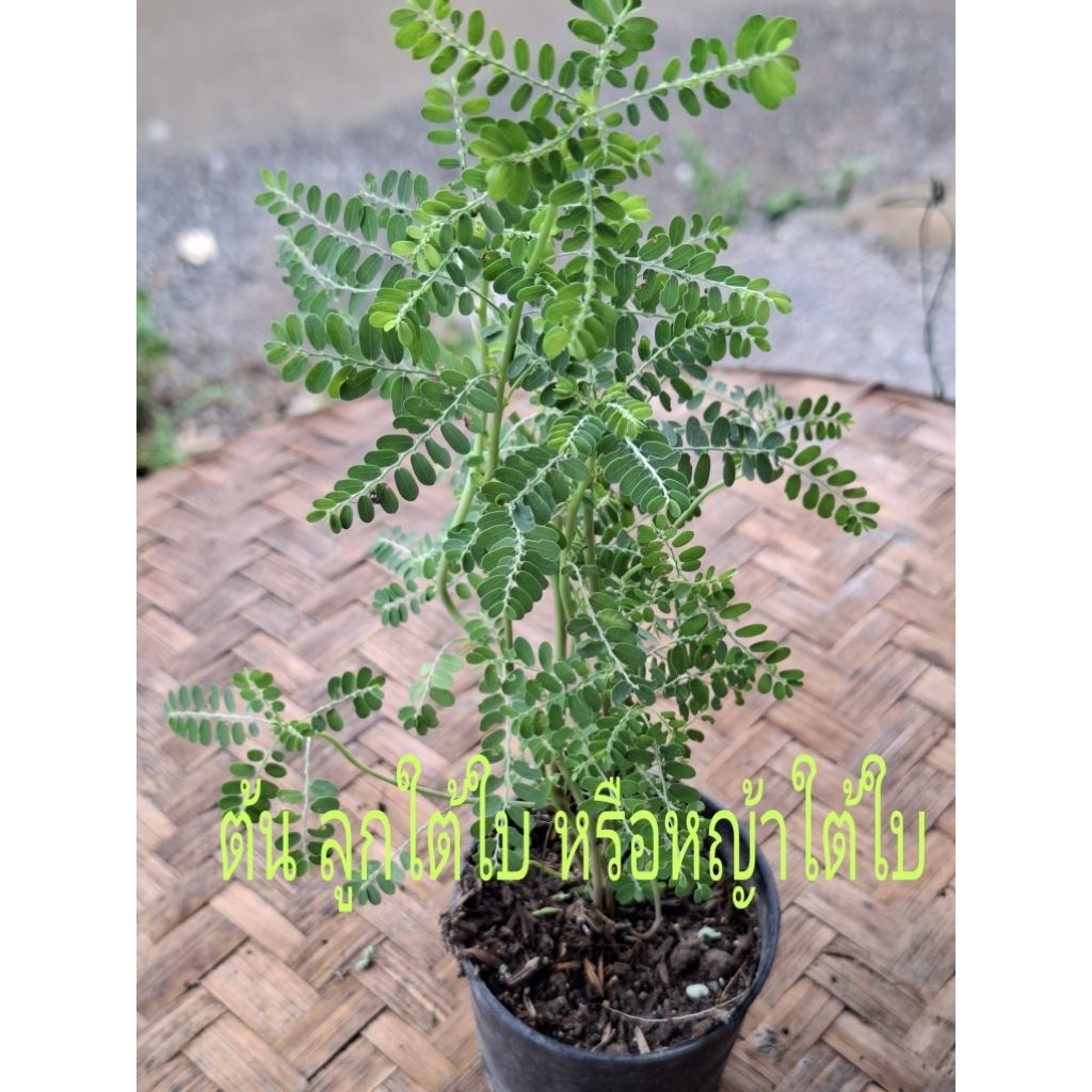 ต้นพันธุ์ ต้นลูกใต้ใบ หรือหญ้าใต้ใบ