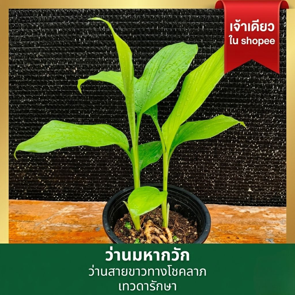 [ เจ้าเดียวใน Shopee! ] ว่านมหากวัก ✨ ว่านโชคลาภสายพุทธคุณชั้นสูง มีเทวดารักษา (ไม้มงคลหายากสำหรับนักสะสม)