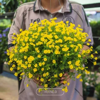 Treeno.9 แม็คคาโดเนีย Mecardonia กระถางแขวน 8 นิ้ว สูง 25-30 cm. ดอกสีเหลือง ออกดอกเยอะตลอดทั้งปี ไม้ดอก ไม้ประดับ