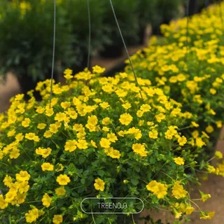 Treeno.9 แม็คคาโดเนีย Mecardonia กระถางแขวน 8 นิ้ว สูง 25-30 cm. ดอกสีเหลือง ออกดอกเยอะตลอดทั้งปี ไม้ดอก ไม้ประดับ
