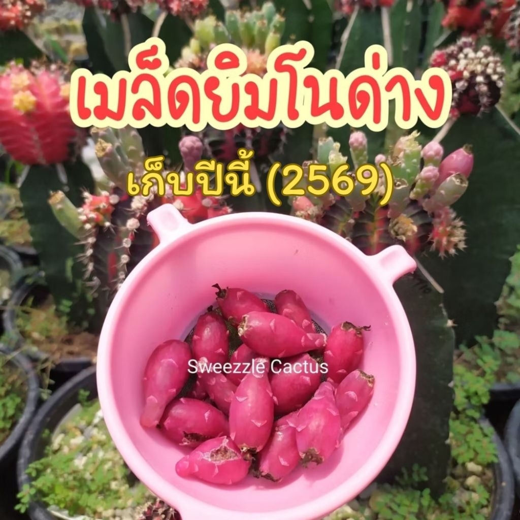 เมล็ด กระบองเพชร แคคตัส (Cactus) เมล็ด แอสโตรไฟตัม มิกซ์ น้ำหนัก 0.5 กรัม เก็บเมล็ดปีนี้ (ปี 2569)