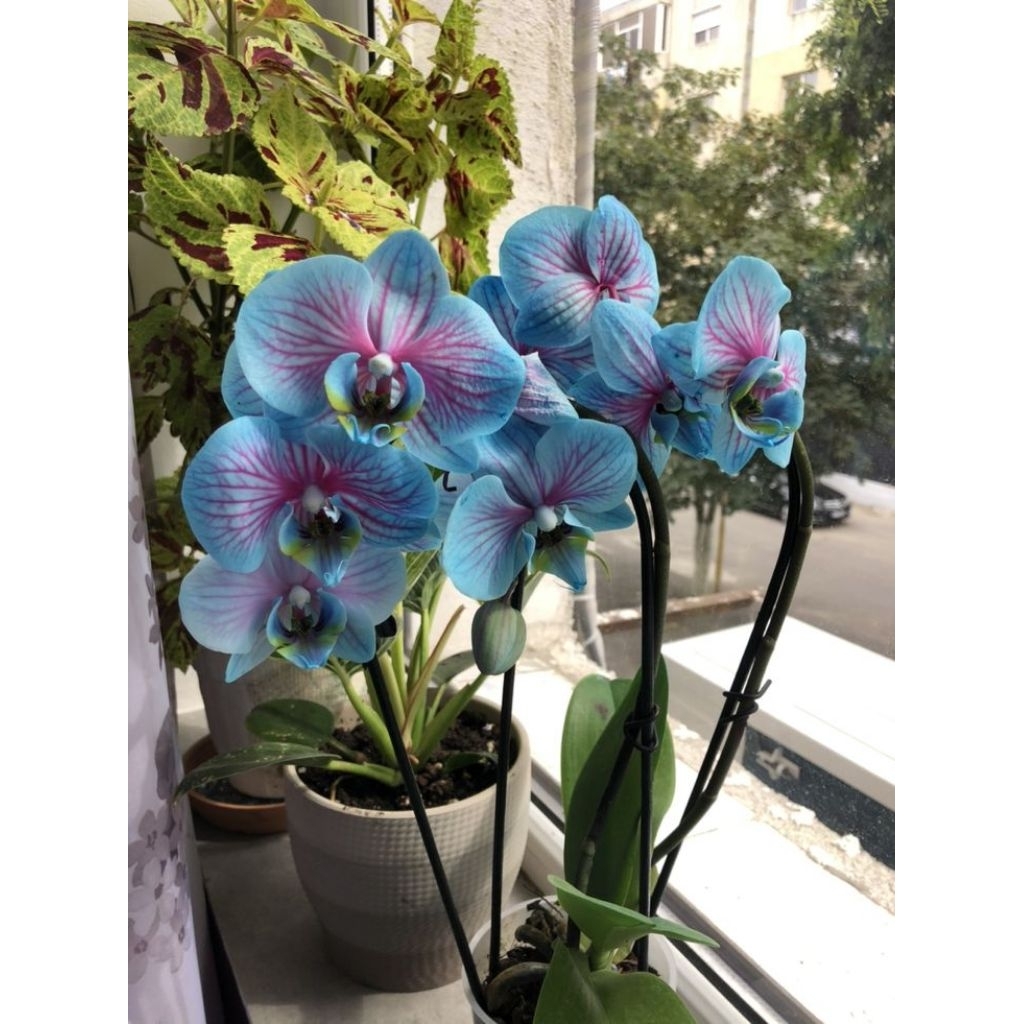 กล้วยไม้ฟาแลนอปซิส (Phalaenopsis) ที่มีสีฟ้าและชมพู สีสวยหายากน่าสะสมขนาดM