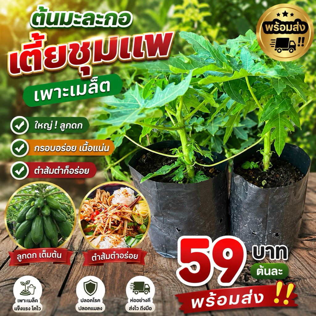 ( พร้อมส่ง ‼️ ) ต้นมะละกอเตี้ยชุมแพ เพาะเมล็ด 🌳 ใหญ่ 💥 ลูกดก 💥 กรอบอร่อย เนื้อแน่น ตำส้มตำก็อร่อย 🚚🌳