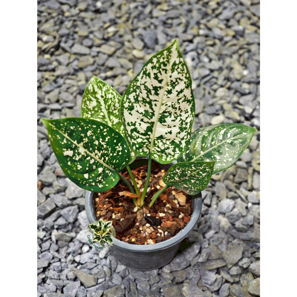 Aglaonema Morodoklok อโกลนีมา มรดกโลก