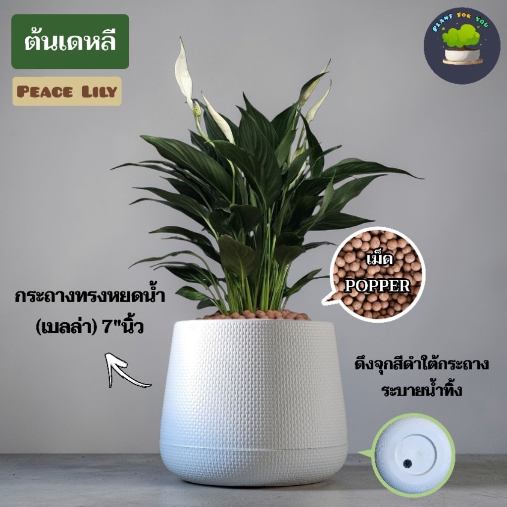 💤🤍ต้นเดหลี Peace Lily พร้อมกระถาง+เม็ดPopper+จานรอง+ขาตั้งไม้สน (ต้นไม้ฟอกอากาศ)