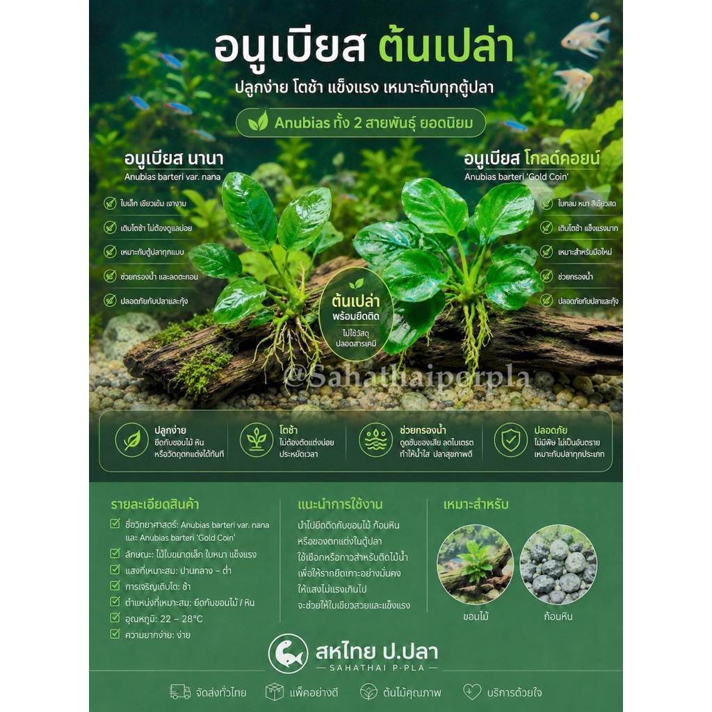 ไม้น้ำอนูเบียส ต้นเปล่า Nanaและ Gold Coin เหมาะสำหรับ นำไปยึดติดขอนหิน หรือ ขอนไม้ ปลูกง่าย โตช้า