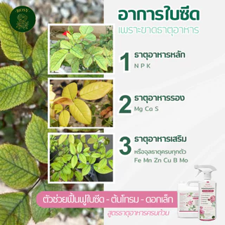Rosy บำรุงกุหลาบ [ฉลากชมพู 500 ML] เร่งดอก ดอกใหญ่ ฟื้นฟูเร่งด่วน แก้ต้นโทรม ธาตุอาหารครบถ้วนสำหรับกุหลาบ ปุ๋ยกุหลาบ