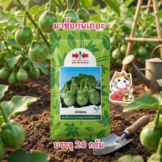 หยาดทิพย์ เมล็ดพันธุ์มะเขือเปราะลูกผสม ตราศรแดง (สิ้นอายุ02/71) บรรจุ20กรัม/ซอง