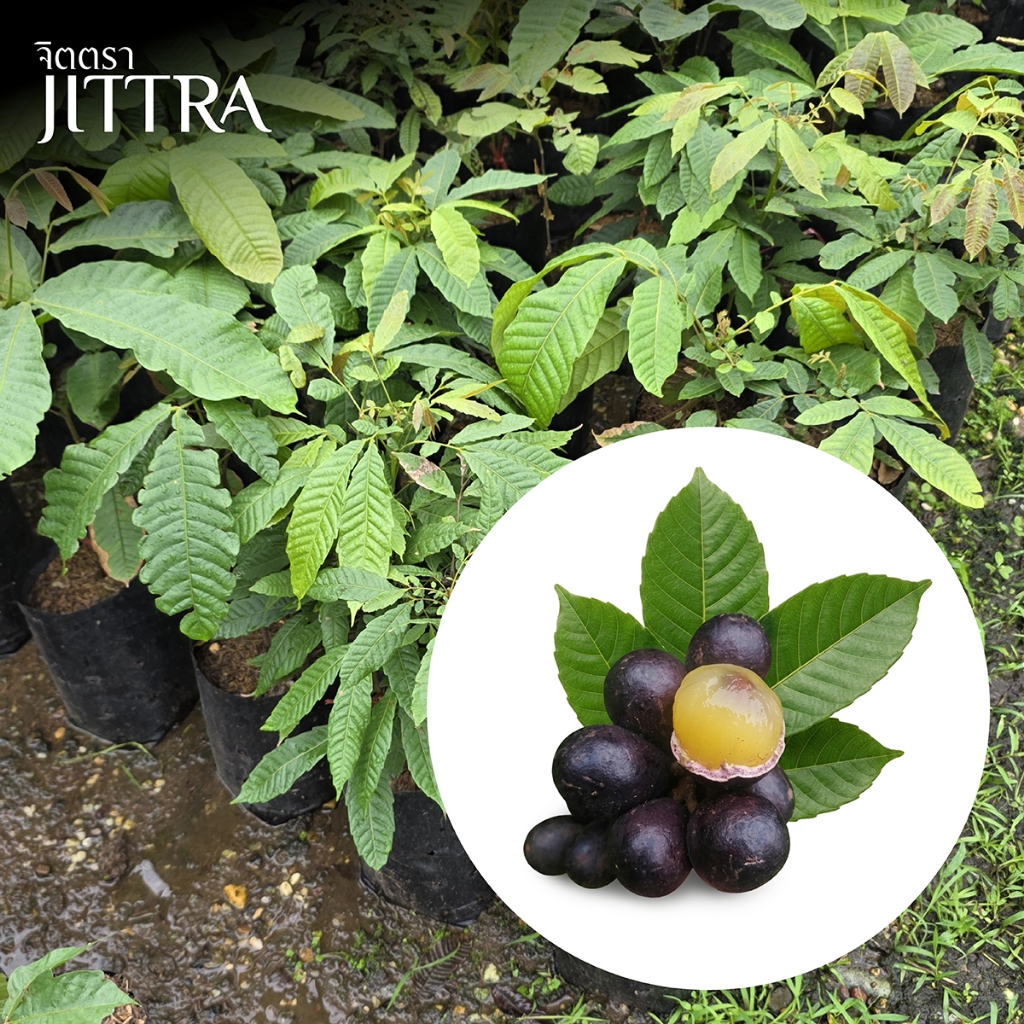 จิตตรา ต้นพันธุ์ลำไยคริสตัล Matoa สีม่วงดำ แดง เหลือง เขียว เพาะเมล็ดสูง 40-60 ซม. พร้อมส่ง เคลมฟรี