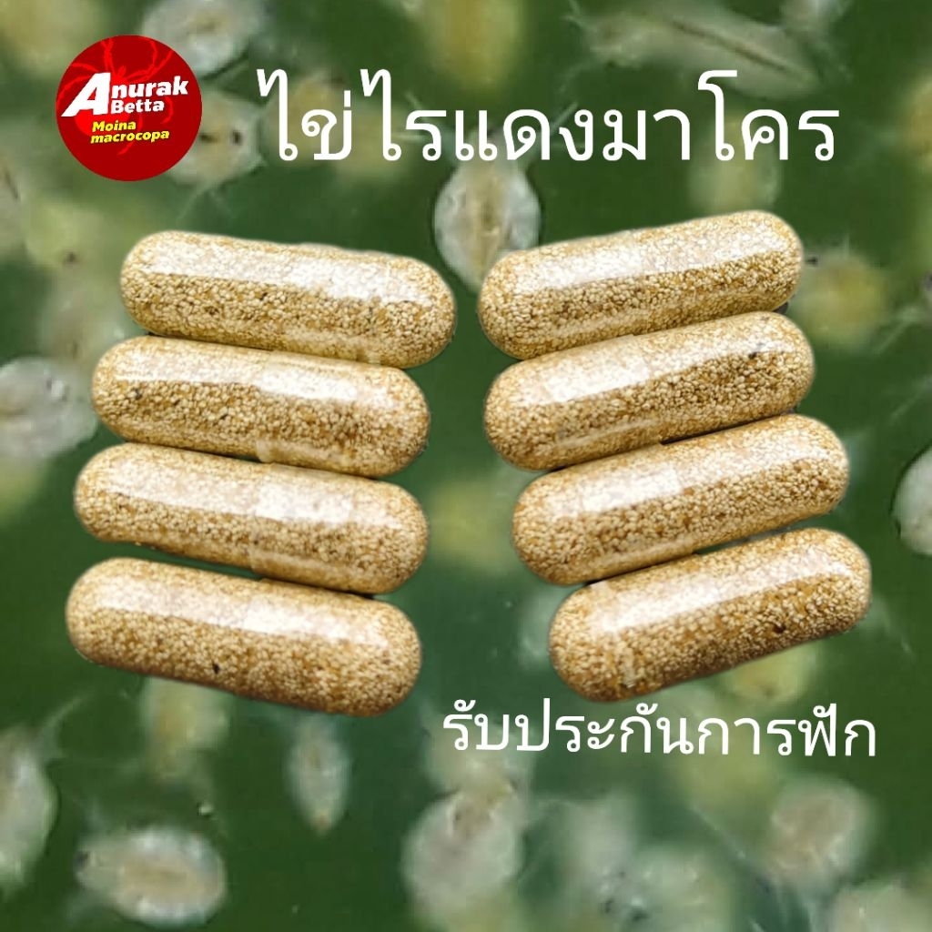 ไข่ไรแดง (มาโครโคปา) บรรจุ 8 แคปซูล(เบอร์1) รับประกันการฟัก