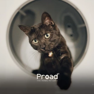 [PETClub] PROAD - Keep CLOTHES Clean - ผลิตภัณฑ์ซักผ้าสำหรับสัตว์เลี้ยง