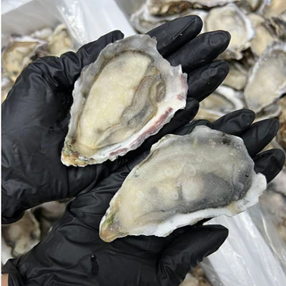 Korean Oyster Frozen หอยนางรมเกาหลีแช่แข็ง