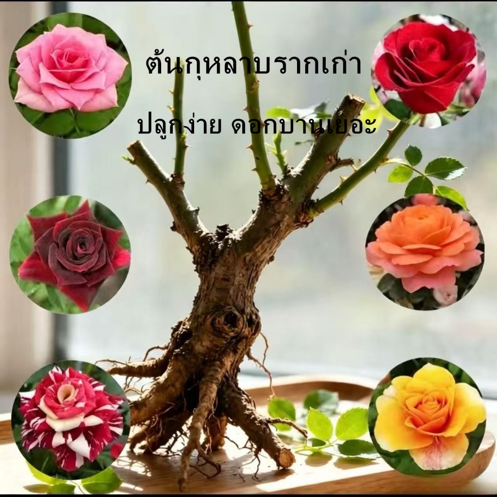 ต้นกล้ากุหลาบ ต้นกุหลาบรากเก่า ปลูกง่าย ดอกสวยงาม ปลูกได้ทุกฤดูกาล เหมาะสำหรับตกแต่งสวน