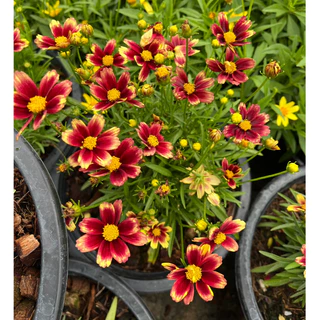 จันทร์ฉาย ดอกสีแดงเข้มน่ารัก ให้ดอกเยอะ มีดอกตลอดปี Coreopsis grandiflora 'Solar Fancy’