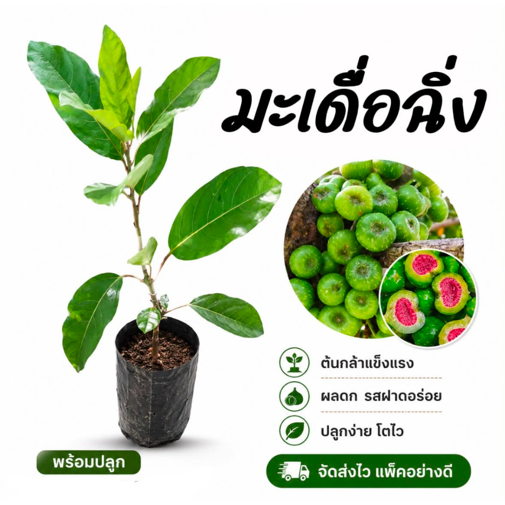 ต้นมะเดื่อฉิ่ง ลูกฉิ่ง 25-30 ซม. เนื้อกรอบ รสฝาดมัน ใช้เป็นผักเคียง