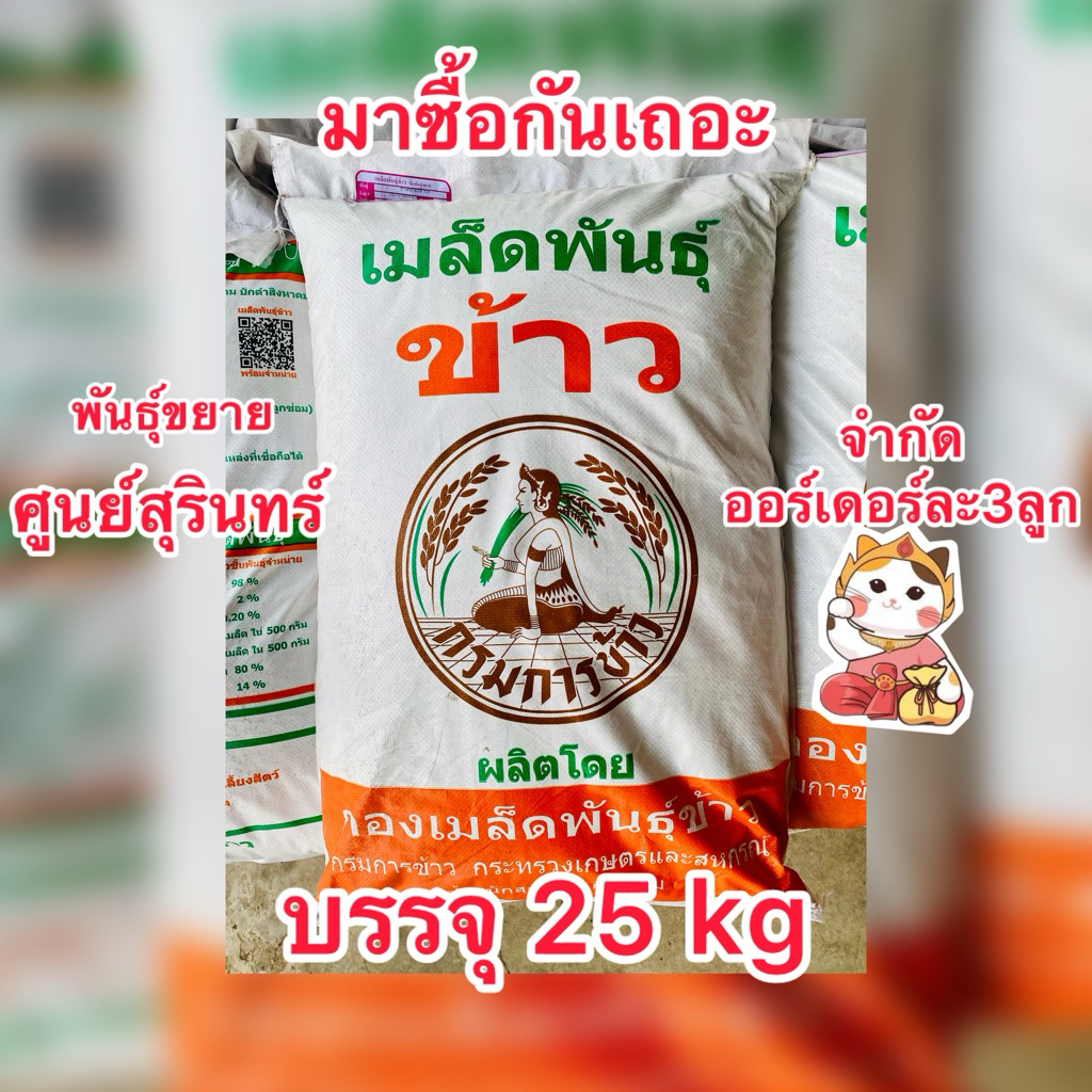 พันธุ์ข้าวหอมมะลิ105 กรมการข้าว พันธุ์ขยายและพันธุ์จำหน่าย (บรรจุ 25 kg./กระสอบ
