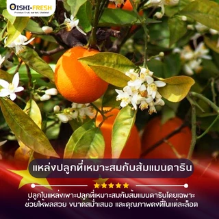 🇨🇳Oishi-fresh🦜🍊ส้มใต้หวัน S(70)หวานจัด หอมส้ม เปลือกร่อน รสชาติหวาน หอม กลิ่นส้ม สด ใหม่ ใยอาหารสูง เคลมได้ 1-2 วัน