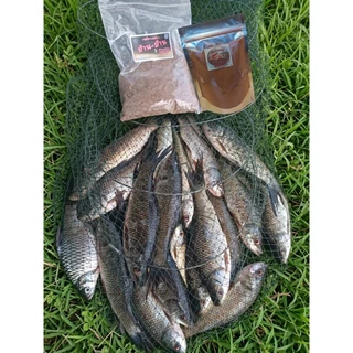 🐟หัวเชื้อตกปลา กลิ่นคาวกุ้งธรรมชาติ 100% โปรตีนเข้มข้น เร่งปลาเกล็ด ปลานิล เข้าเหยื่อไว ไม่ระแวงกระตุ้นการกินไว ขนาด250g