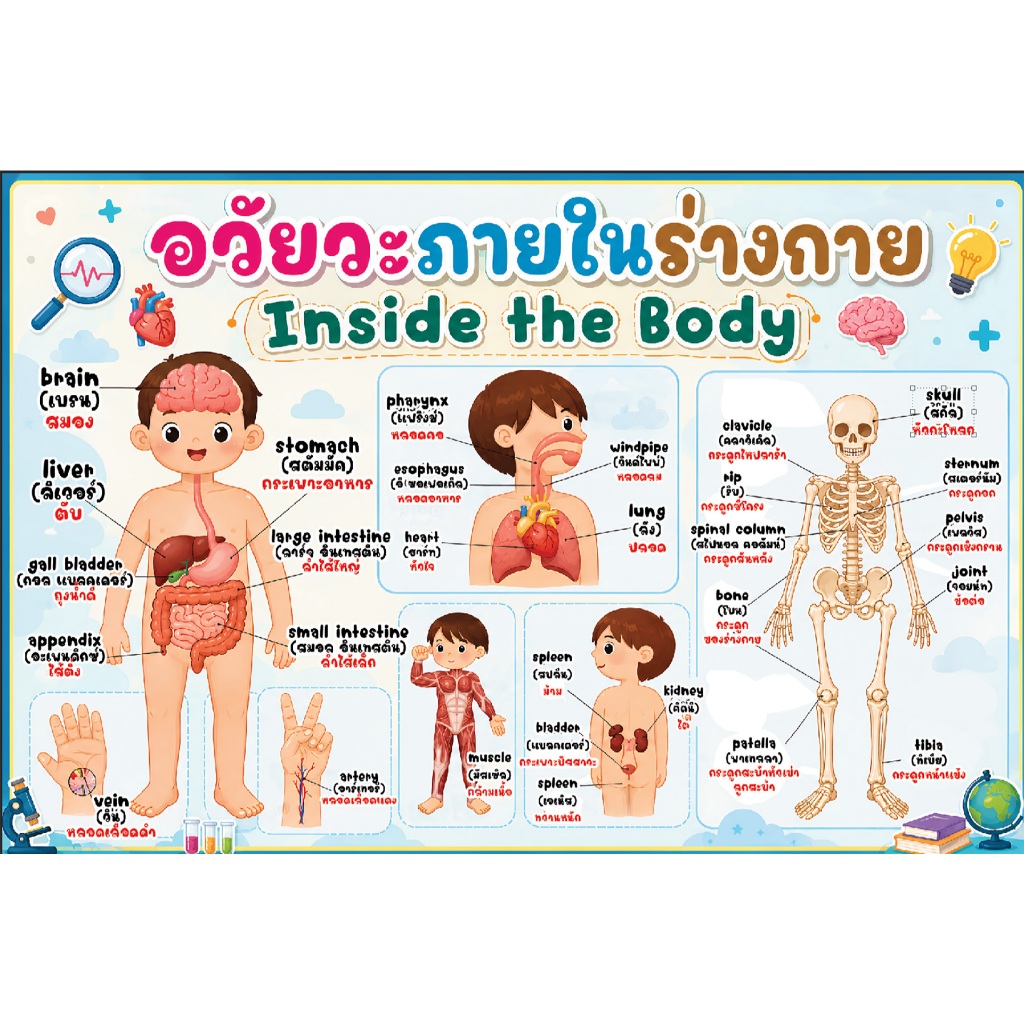 สื่อเรียนรู้เรื่อง ""อวัยวะภายในร่างกาย"" ป้ายไวนิลสื่อตกแต่งห้องเรียน