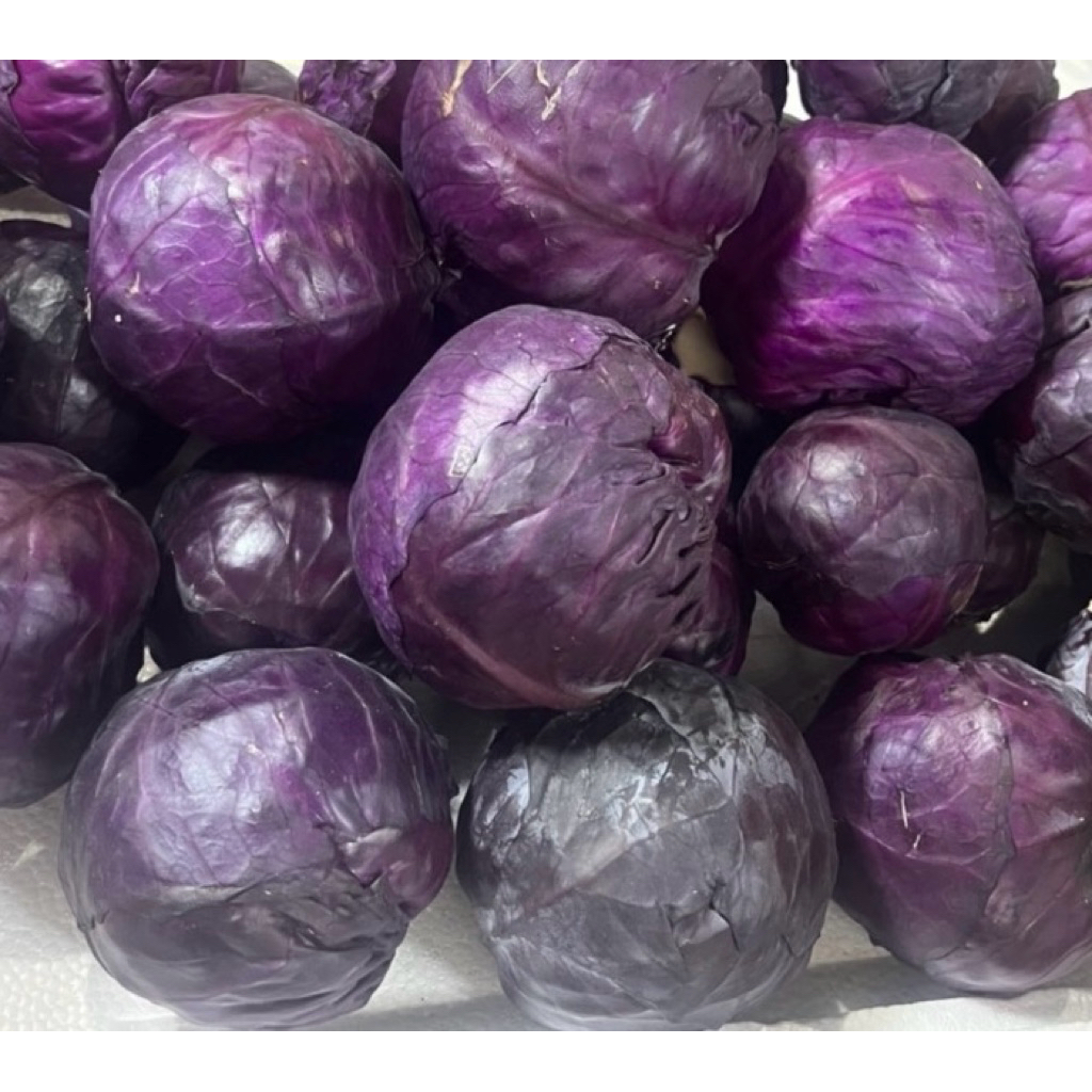 กะหล่ำปลีม่วงสด Blaukraut สดใหม่ รับประสินค้าและคุณภาพ