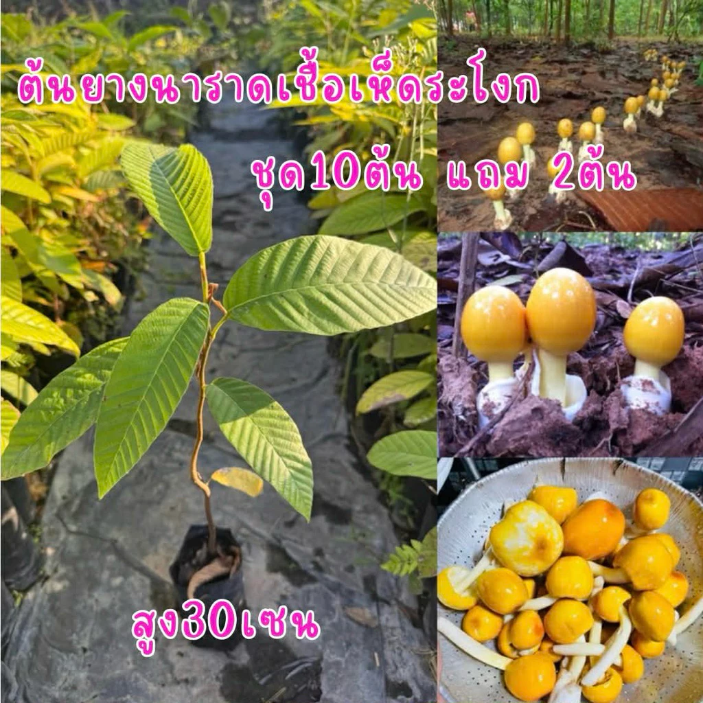 ต้นยางนาราดเชื้อเห็ดระโงก (ชุด10ต้นแถม2ต้น) สูง30เซน พร้อมปลูก