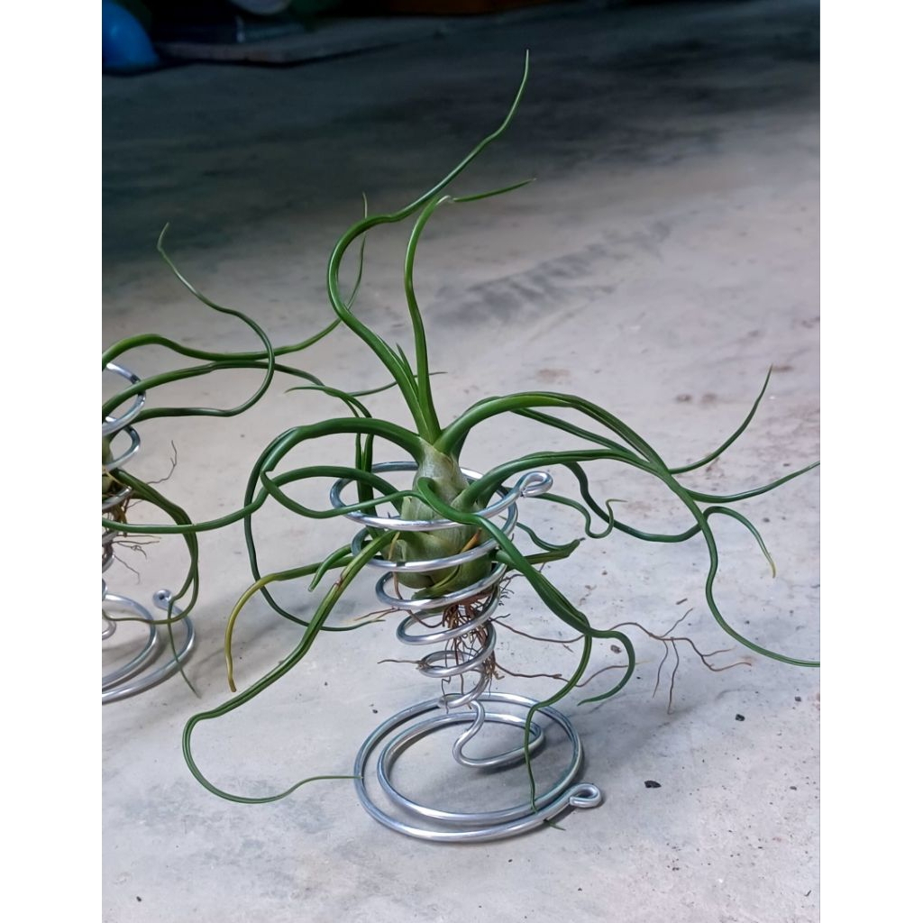 Tillandsia bulbosa airplants