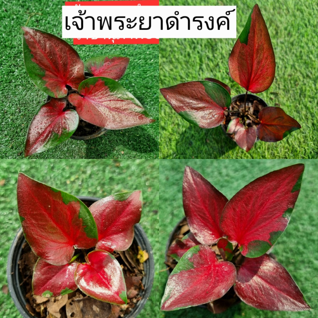 บอนสี เจ้าพระยาดำรงค์ราชานุภาพ ส่งทั้งกระถาง 4 นิ้วขนาดตามรูปที่ 1-7 แชทเลือกต้นได้ค่ะ ไม้ประดับ ไม้ฟอกอากาศ ไม้มงคล