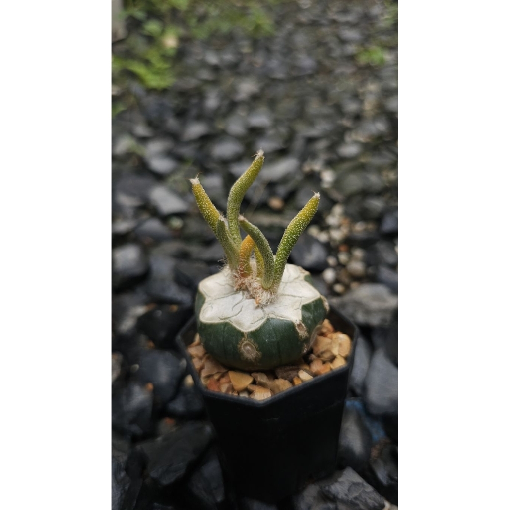 Astrophytum caput-medusae variegata /แอสโตรไฟตั้ม คาปุด-เมดูเซ่ ด่าง