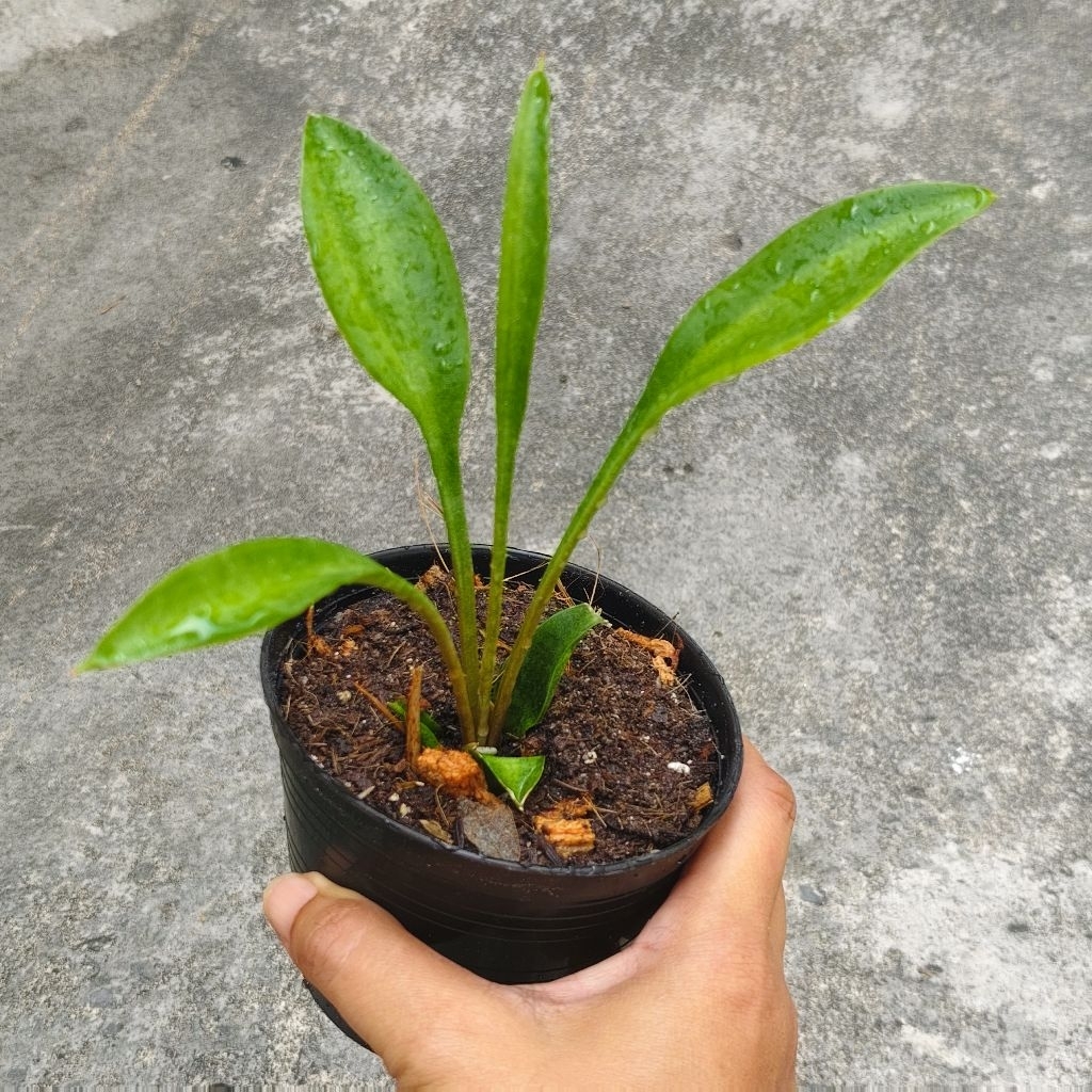 ลิ้นมังกรแคระ Sansevieria Sudwall cave V.ช้อนเงินช้อนทอง ช้อนใบด่าง ไม้มงคล ไม้ฟอกอากาศ ราคา60บาท