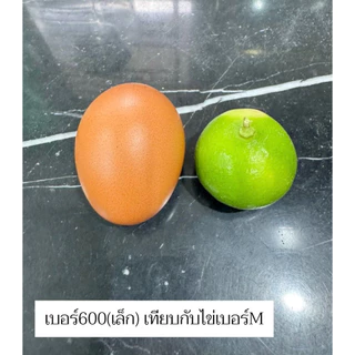 มะนาว แป้นรำไพสวนแท้ เกรดAAA เบอร์400/500/600 สวย ใหญ่ กลาง เล็ก เก็บสดใหม่วันต่อวัน จากสวนดำเนิน บ้านแพ้ว