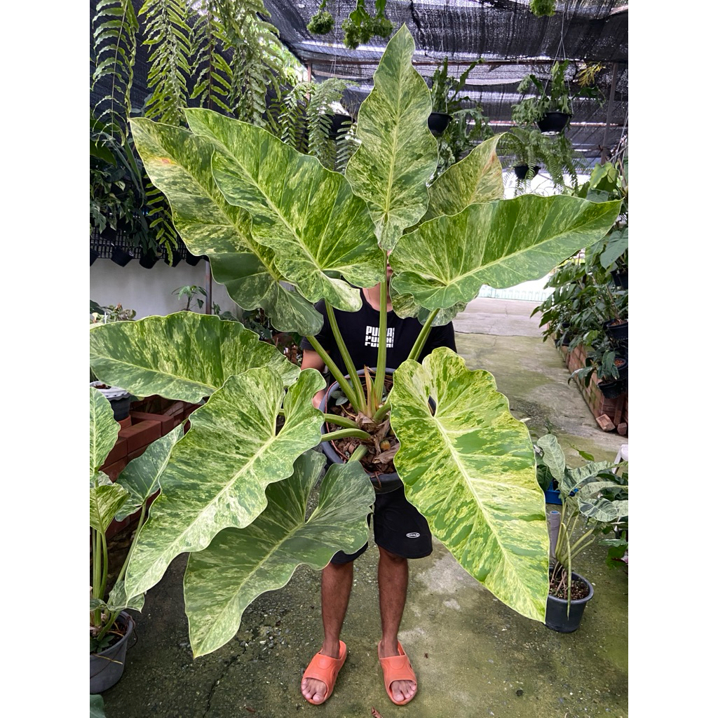 Philodendron giganteum (Variegated) ฟิโลเดนดรอนหูช้างด่างขาว