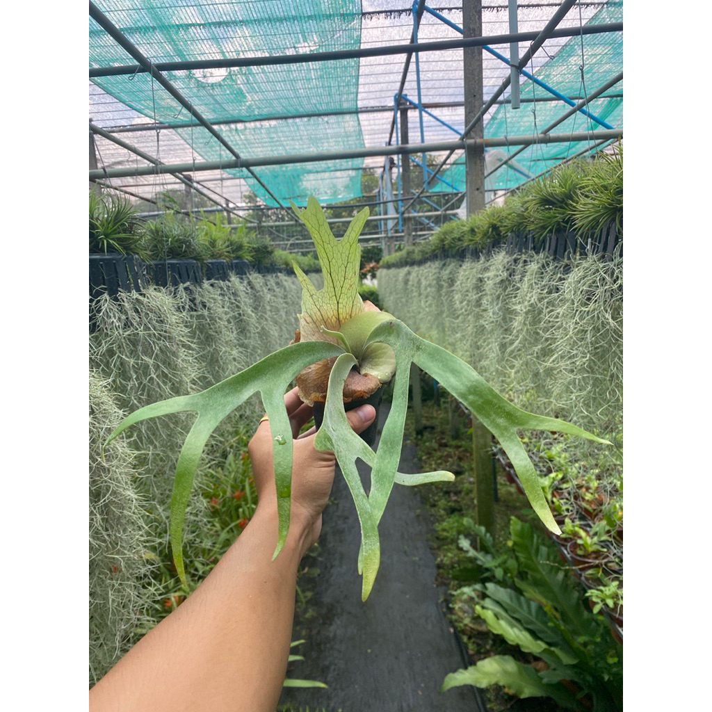 เฟิร์นชายผ้าสีดา (P. Willinckii cv.Dwarf tatsuta Spore)